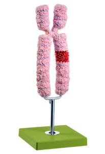 Somso® Chromosome Model