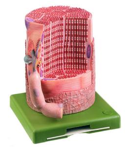 Somso® Striated Muscle Fiber Model