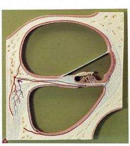 Somso® Cochlea Section Model