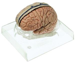 Somso® Brain Model with Dura