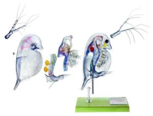 Somso® Daphnia Model