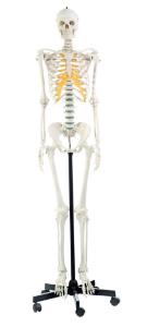 Somso® Advanced Skeletons