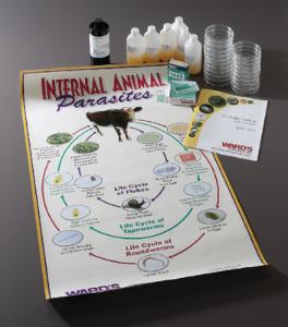 Ward's® Fecal Slide Analysis Lab Activity