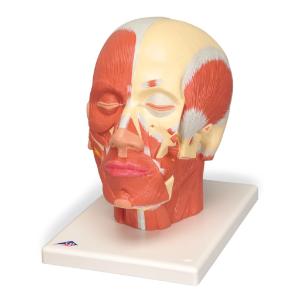 Model Head and Neck Musculature