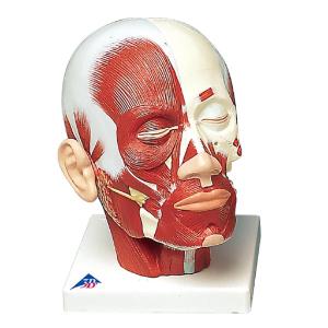 Head Musculature