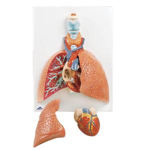 Lung Model with Larynx