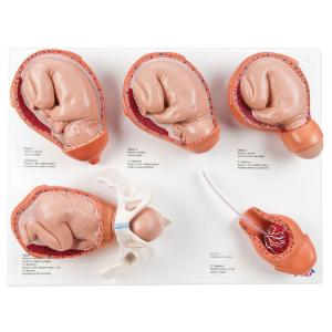 Labor Stages Model