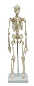 Rudiger® Small Scale Human Skeleton Models