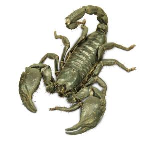 Forest Scorpion