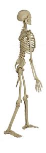 Rudiger® Life-Size Human Skeleton Model