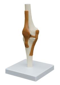 Rudiger® Ligamentary Joints Models