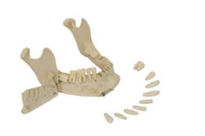 Rudiger® Dentition Skull