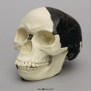 BoneClones® Piltdown Man Hoax Replica