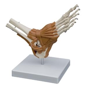 Rudiger® Ligamentary Joints Models