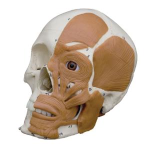 Rudiger® Introductory Skull with Facial Muscles