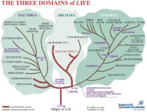 Three Domains of Classification: A Phylogenetic Tree Study Kit