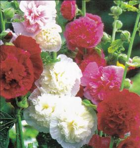 Hollyhock Seeds