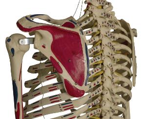 Rudiger® Flexible Ligamentary Skeleton