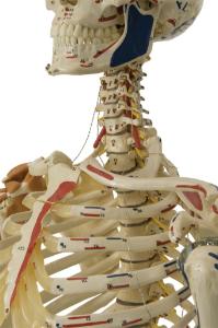 Rudiger® Flexible Ligamentary Skeleton