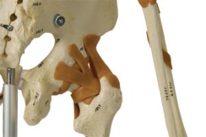 Rudiger® Flexible Ligamentary Skeleton