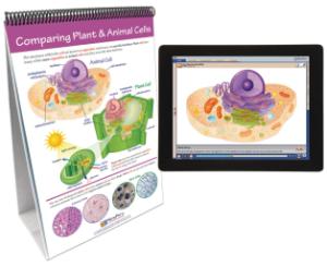 Flipchart with Multimedia Lesson:Cells