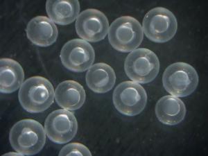 Ward's® Zebra Fish Development Kits (Danio rerio)