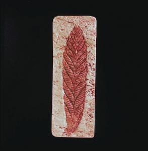 <i>Charnia masoni</i> (Precambrian)