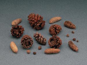 Conifer Cones