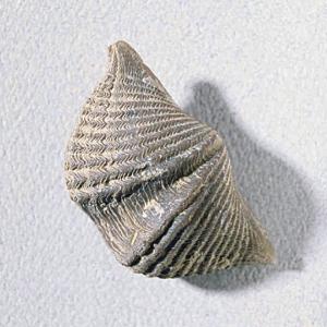 Mucrospirifer thedfordensis