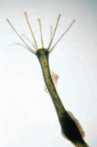 Ward's® Live Green Hydra (<i>Chlorohydra viridissima</i>)