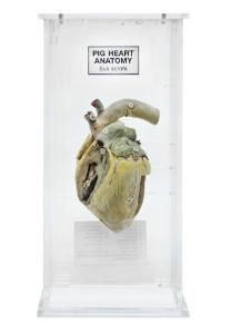 Heart Anatomy