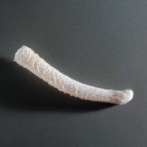 <i>Euplectella Aspergillum</i>