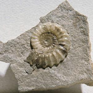 <i>Pleuroceras sp.</i> (Jurassic)