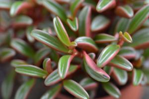 Ruby peperomia