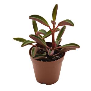 Ruby peperomia