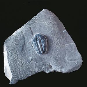 Elrathia kingi (Cambrian)