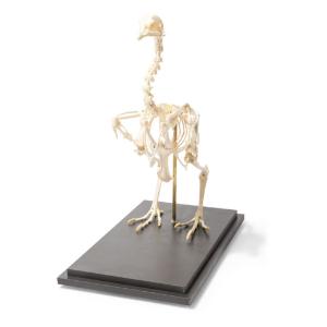 Chicken Skeleton Articulated