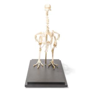 Chicken Skeleton Articulated