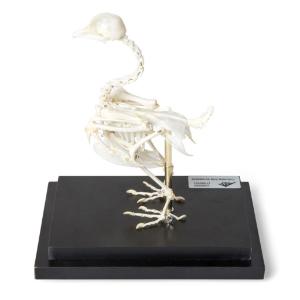 Pigeon Skeleton Articulated on Base