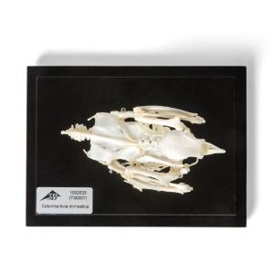 Pigeon Skeleton Articulated on Base