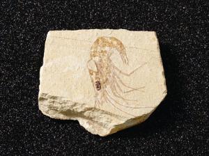 Carpopeneaus sp. (Cretaceous)