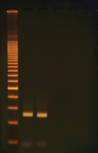 Lambda PCR Lab Activity