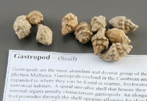 Gastropod Fossil Study Pack