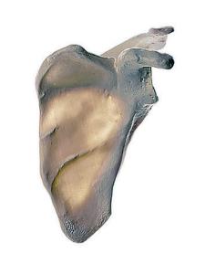 Model scapula left