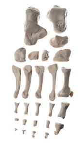 Model foot bones-sp