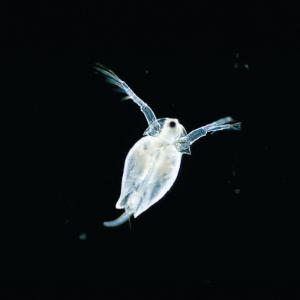 Ward's® Live Water Fleas (<i>Daphnia magna</i>)