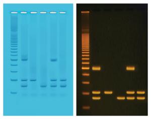 PCR Based Identification of Foodstuffs for Genetically Modified Organisms