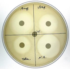 Antibiotic Sensitivity and Bacteria Activity Kit