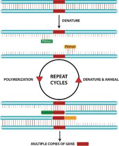 Polymerase Chain Reaction Activity Kit