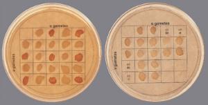 Ward's® Introduction to Genetics: A Dihybrid Cross in Yeast Lab Activity